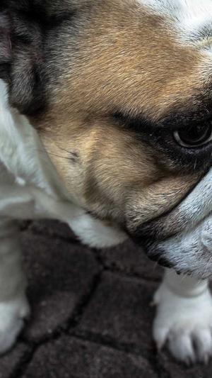 搜狗蜘蛛池租用价格表截图3