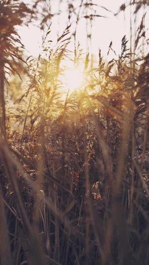 php网站建设截图3