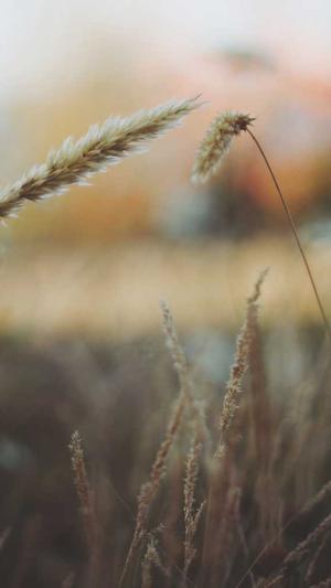 seo泛目录怎么操作发帖截图4