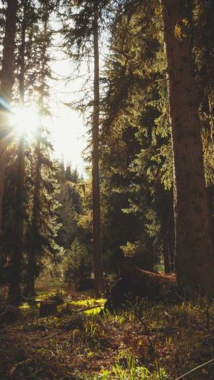 神马蜘蛛池租用找哪家截图2