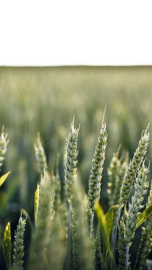 百度蜘蛛池搭建图片截图4