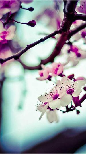 自己搭建蜘蛛池价格截图4