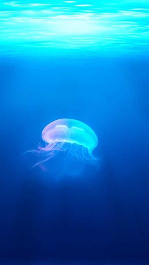 广州seo工具截图2