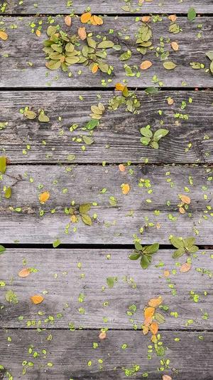 seo站长综合查询工具截图5